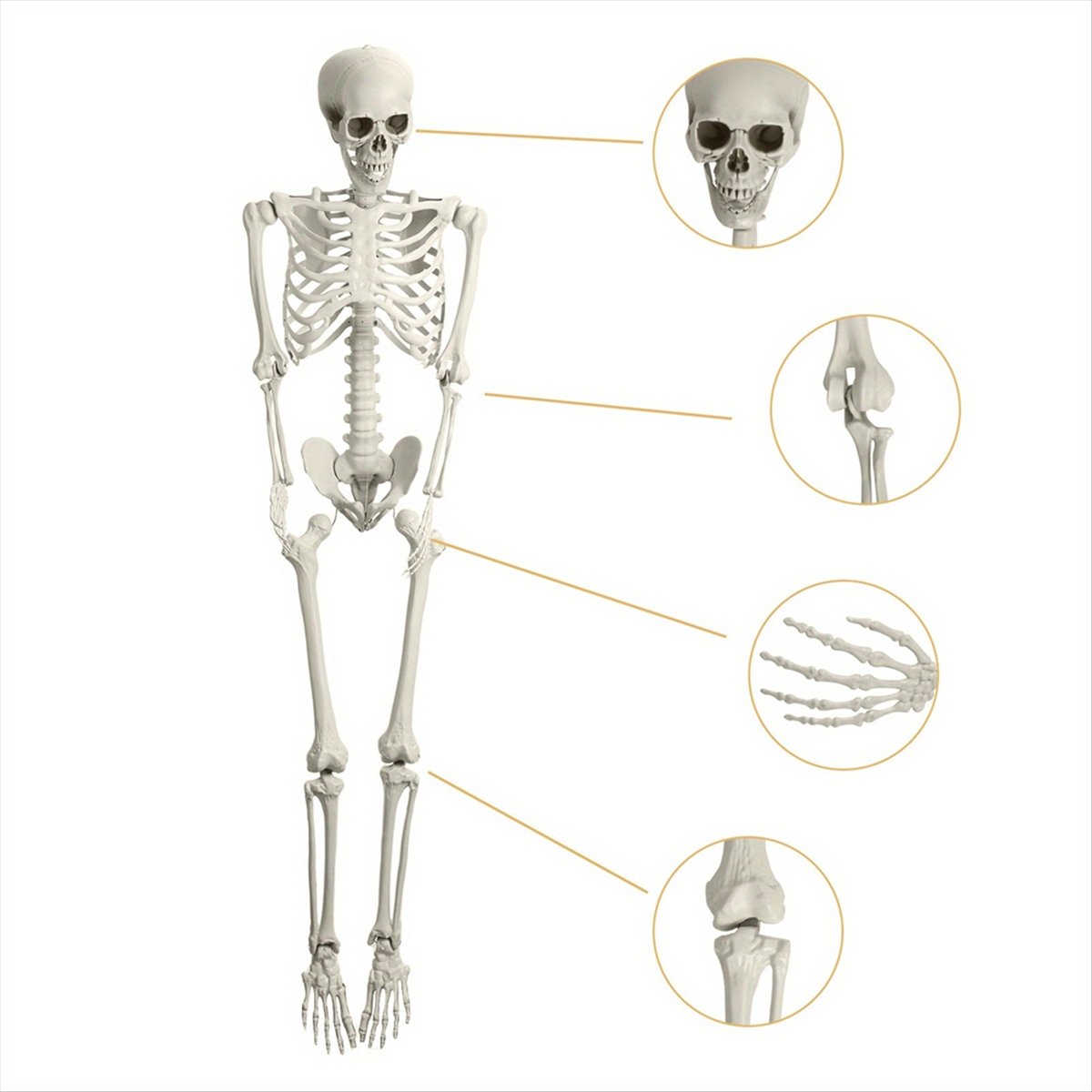 ABLG Cadılar Bayramı İskelet D - Halloween Skeleton Decoration incelemesi ve fiyatı